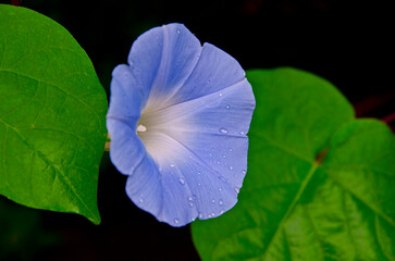Fototapeta na wymiar Blue morning glory flower with dew drops and green leaves