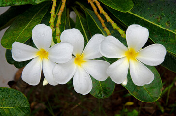 Beautiful white flowers of  frangipani tree in garden