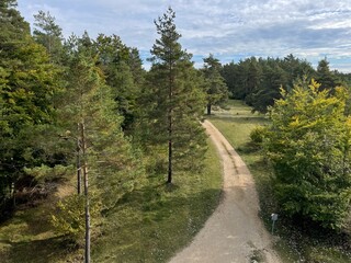 Obraz premium the concept of healthy lifestyle walking along the road going through the green forest under the blue sky