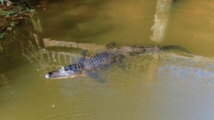 Fototapeta premium Aerial view of an adult American Alligator