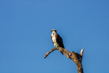 osprey perched on a branch