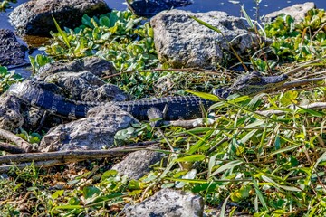 alligator in the swamp