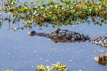 alligator in the swamp