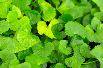 Gotu Kola plant growing in a pot