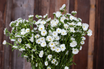Marguerite white flower, Marguerite Daisy