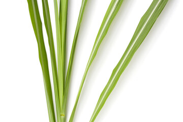 Sugar cane leaves on white background.