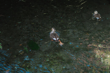 三島の日本庭園