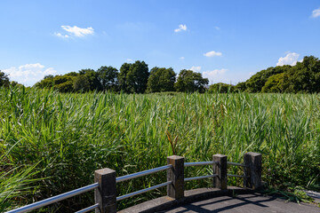 Fototapeta premium 湿原の中の小さな橋