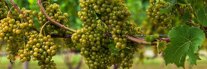 Panorama of green grapes in a vineyard