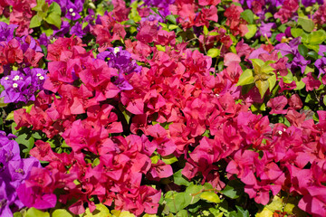 Beautiful bougainvillea flowers with green leaves