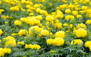 Beautiful marigold flower in the garden