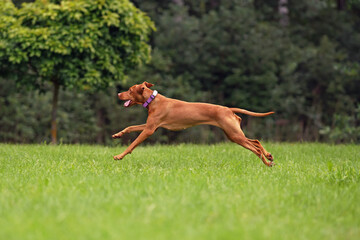 Young Hungarian Vizsla dog with a purple collar posing outdoors running fast on a green grass in summer