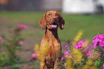 The portrait of a young Hungarian Vizsla dog posing outdoors sitting in a green grass with pink flowers in summer