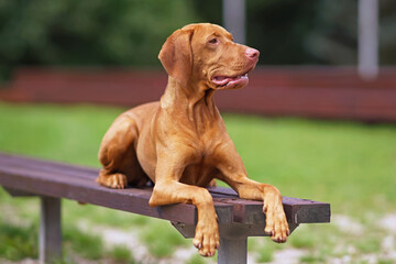 Adorable Hungarian Vizsla dog posing outdoors lying down on a brown wooden bench in summer