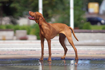Obedient young Hungarian Vizsla dog posing outdoors standing on a wet stone floor near a fountain in summer