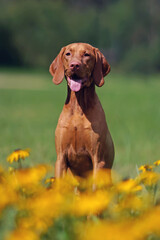 Cute young Hungarian Vizsla dog posing outdoors sitting in a green grass with yellow Rudbeckia flowers in summer