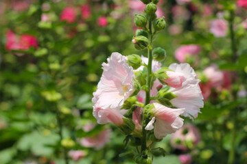 Beautiful pink hollyhock flower in the garden