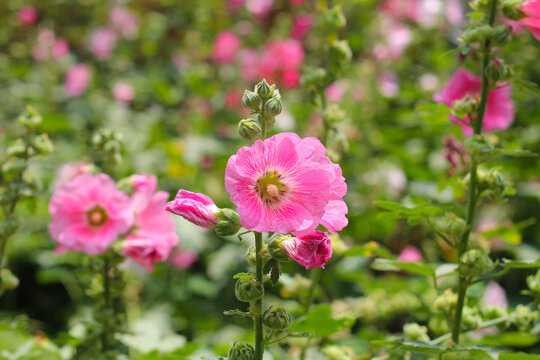 Beautiful pink hollyhock flower in the garden