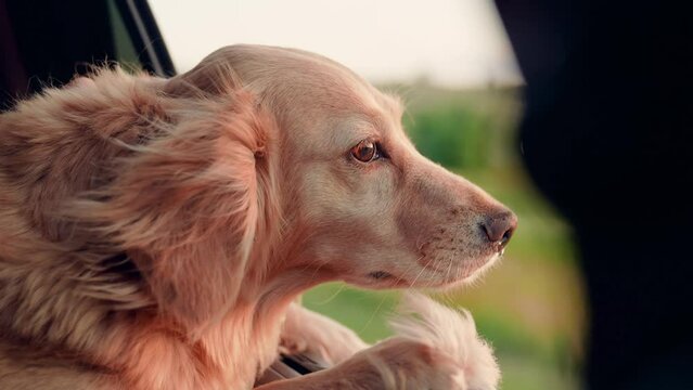 Kind dog blows by wind from open car window during trip. Charming dog look out open car window. Curious puppy is watching happening outside car while driving on road. Concept traveling with animals