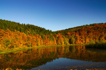 Image of colorful leaves falling down from tree branches in autumn. Hesse, Fulda, Marbach, Germany