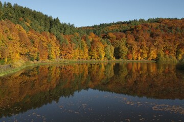 Image of colorful leaves falling down from tree branches in autumn. Hesse, Fulda, Marbach, Germany