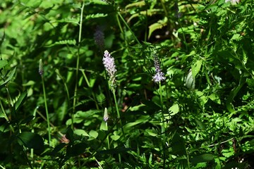 Scilla scilloides (Barnardia japonica) flowers.
Asparagaceae perennial plants. Pink flowers on racemes from August to September. Bulbs are poisonous.