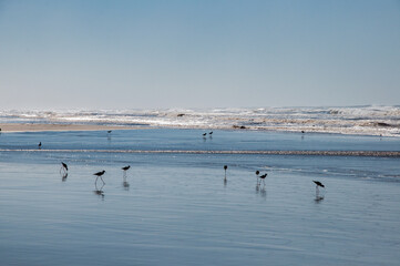 seagulls on the shore