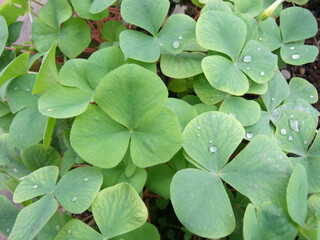  clover green leaves background