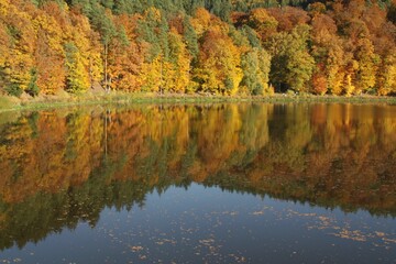 Image of colorful leaves falling down from tree branches in autumn. Hesse, Fulda, Marbach, Germany