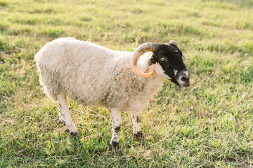 Obraz premium A ram in a field