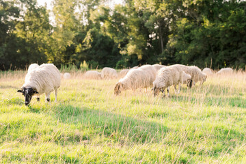 Naklejka premium sheep and lambs