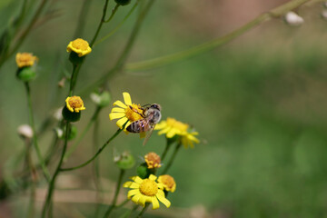 ABEJA SOBRE FLOR AMARILLA ENTRE FLORES AMARILLAS Y PASTO DE FONDO