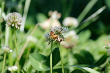 ABEJA SOBRE FLOR EN TONOS ROSADOS Y BLANCOS, ENTRE LAS FLORES Y CESPED DEL CAMPO