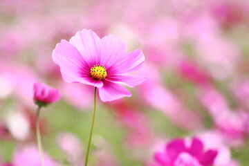 Obraz premium コスモスの花のある秋の風景