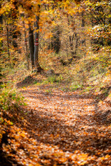 autumn in the forest