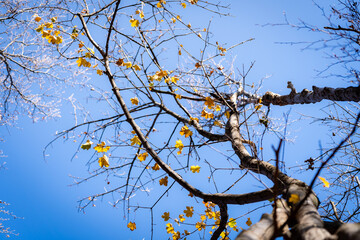 autumn leaves against sky 2