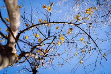 autumn leaves against sky