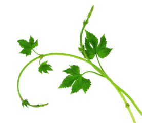Beautiful shoots of young hops with leaves. Close-up. Isolated on transparent without shadow. PNG. Flat-lay .