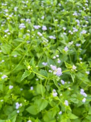 flowers in the forest