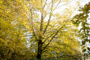 autumn leaves in the forest