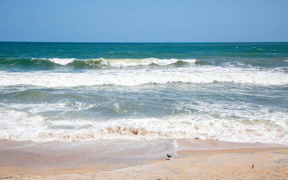 Big Waves and Tiny Sea Birds