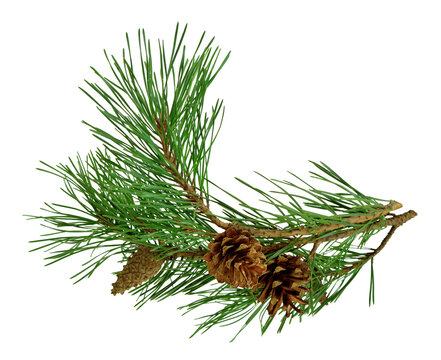 pine branch with cones, isolated on transparent without shadow. PNG. Close-up. Christmas. New Year.