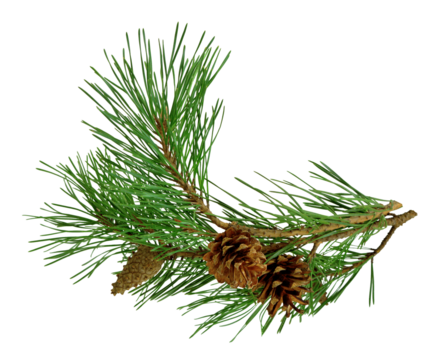 pine branch with cones, isolated on transparent without shadow. PNG. Close-up. Christmas. New Year.