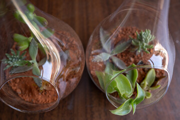 dos terrarios de cristal con brotes de suculentas y plantas pequeñas sobre mesa de madera
