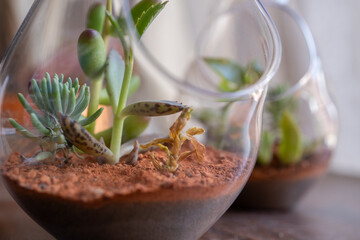 dos Terrarios de vidrio en forma de burbuja colgante