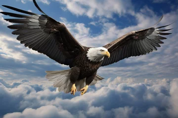 Foto auf Acrylglas Bald eagle soaring in the sky with wings spread wide. © arhendrix