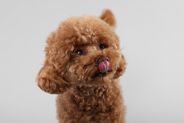 Cute Maltipoo dog licking itself on light grey background. Lovely pet