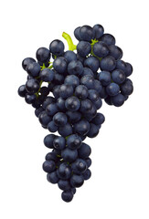 Grapes isolated. A bunch of ripe blue grapes with leaves, on transparent, png. wine grapes. A bunch of dark wine grapes