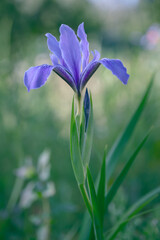 single blue iris in field