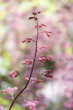 delicate pink coral bells plant